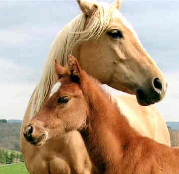 animal-healing-horses.jpg